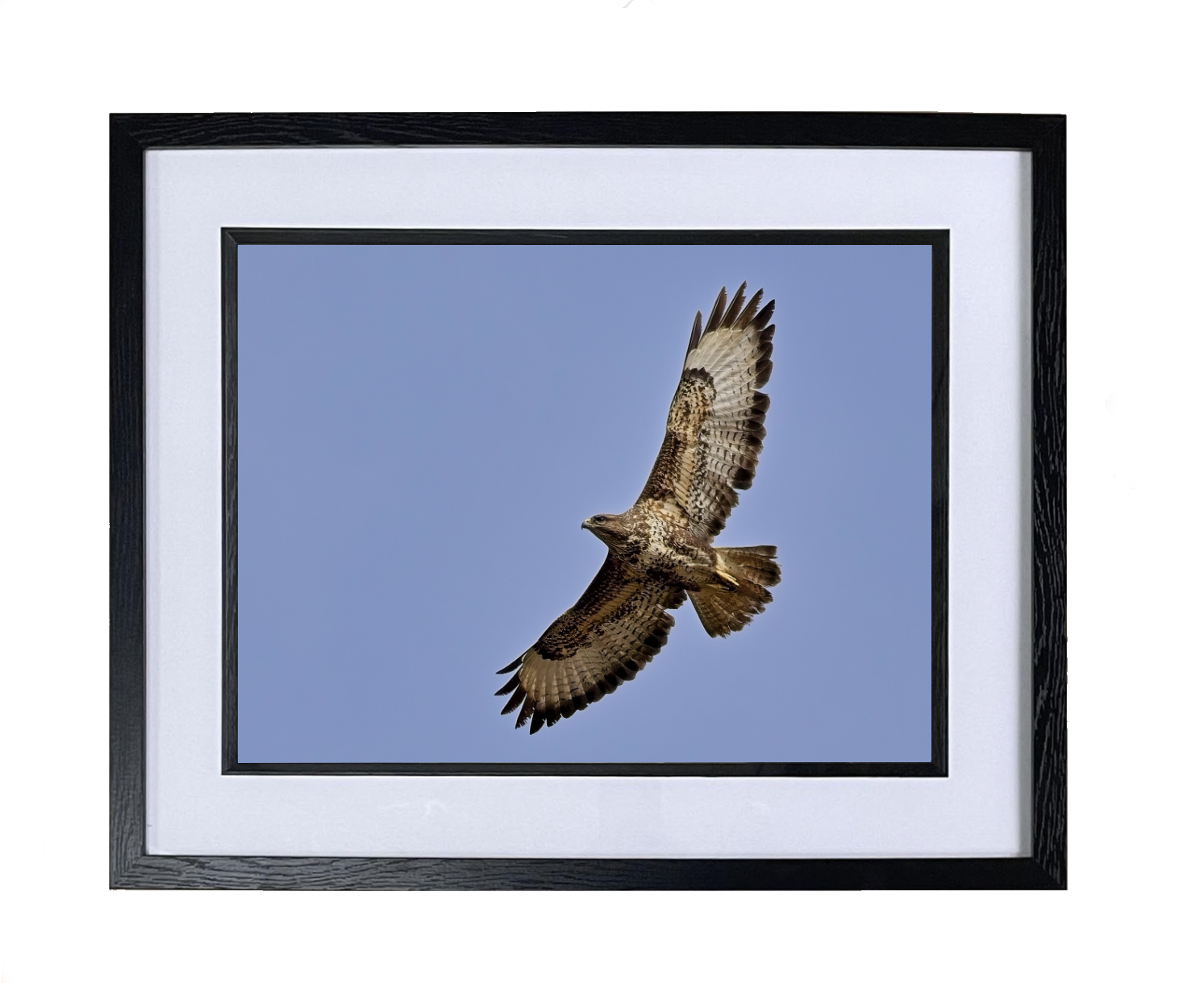 Buzzard Soaring - Special Buzzard Soaring - Special