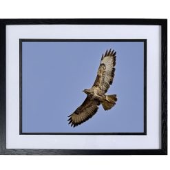 Buzzard Soaring - Special