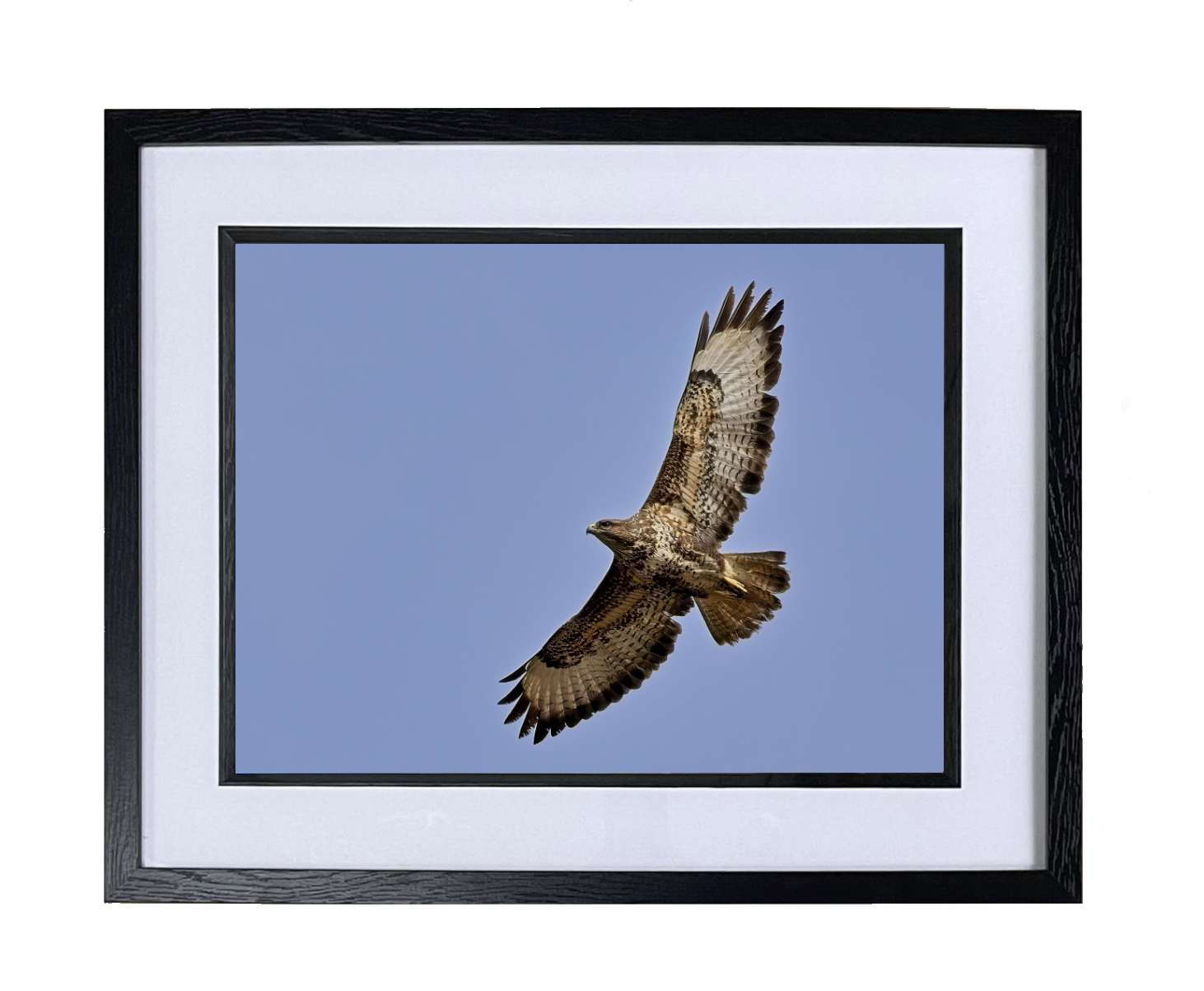 Buzzard Soaring - Special Buzzard Soaring - Special