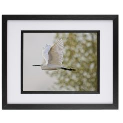 Egret Flying