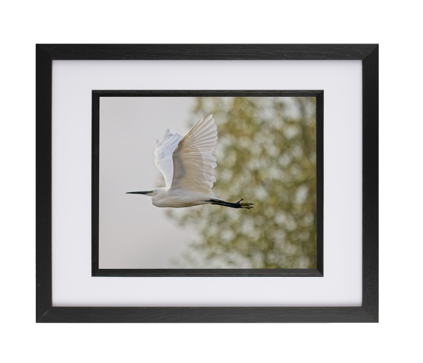 Egret Flying Egret Flying