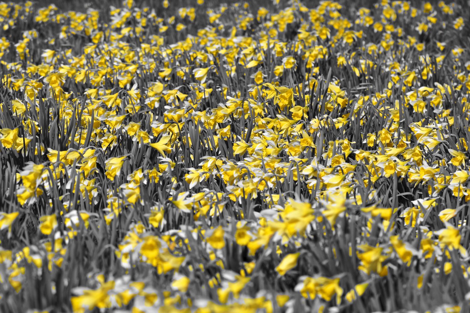 Daffodils Daffodils
