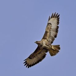 Buzzard Soaring - Special 2 Buzzard Soaring - Special 2
