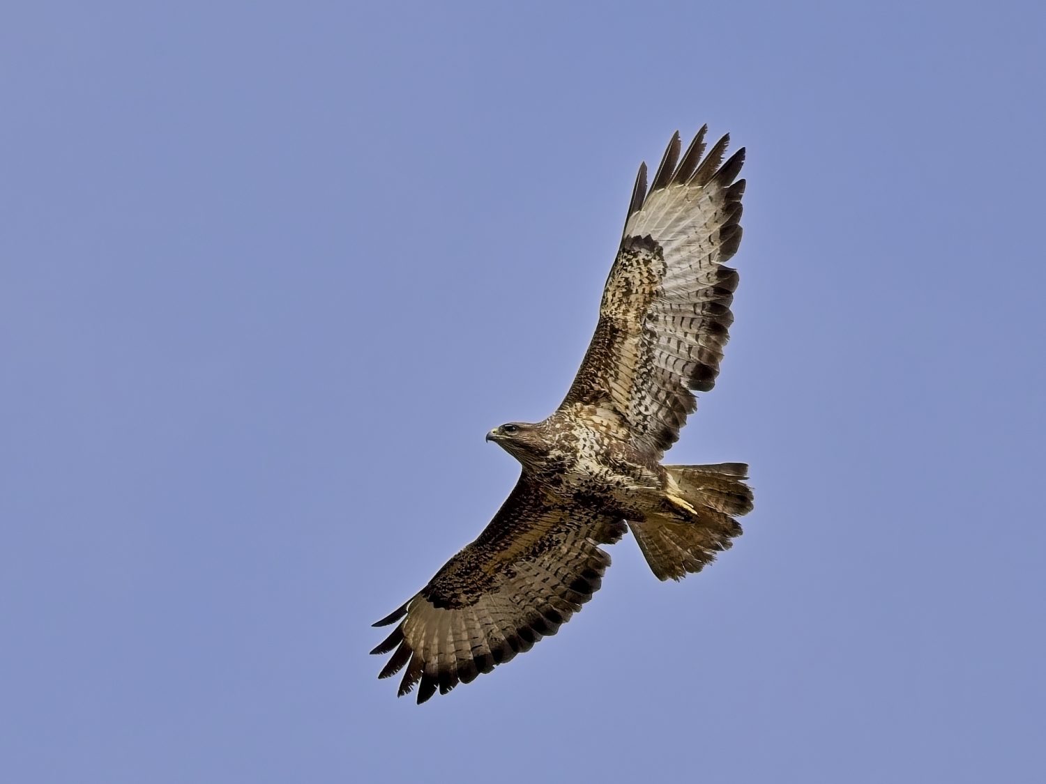 Buzzard Soaring - Special Buzzard Soaring - Special