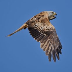 Red Kite Soaring 3