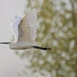 Egret Flying 3 Egret Flying 3