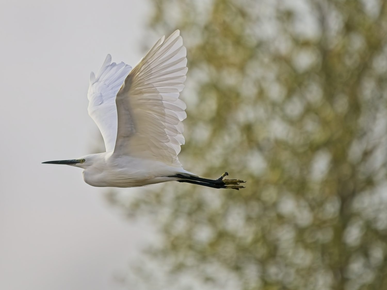 Egret Flying Egret Flying