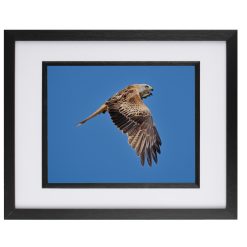 Red Kite Soaring