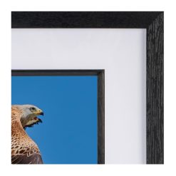 Red Kite Soaring 2