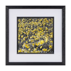 Daffodils