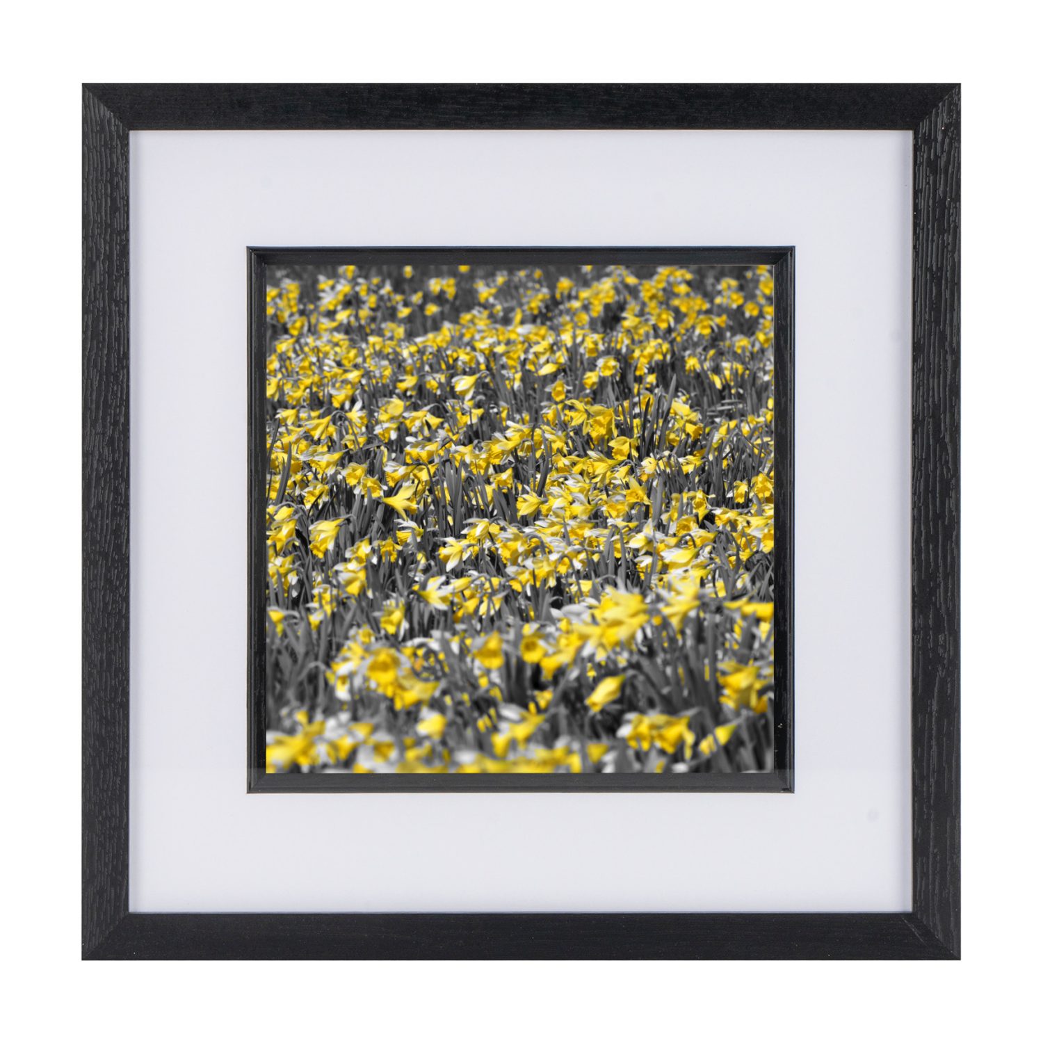 Daffodils Daffodils