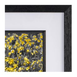 Daffodils 2 Daffodils 2