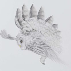 Red Squirrel Original Drawing