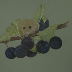 Red Squirrel Original Drawing