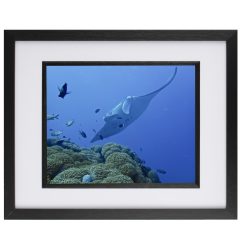 Manta Ray