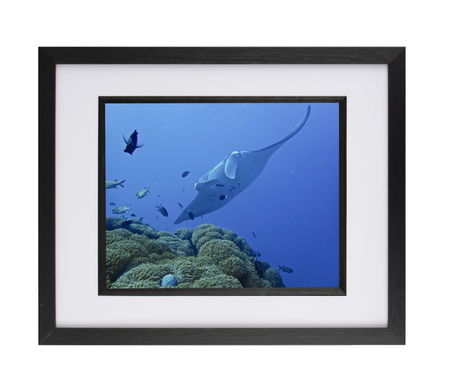 Manta Ray Manta Ray