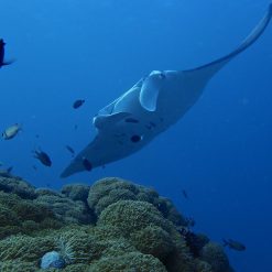 Manta Ray 3 Manta Ray 3