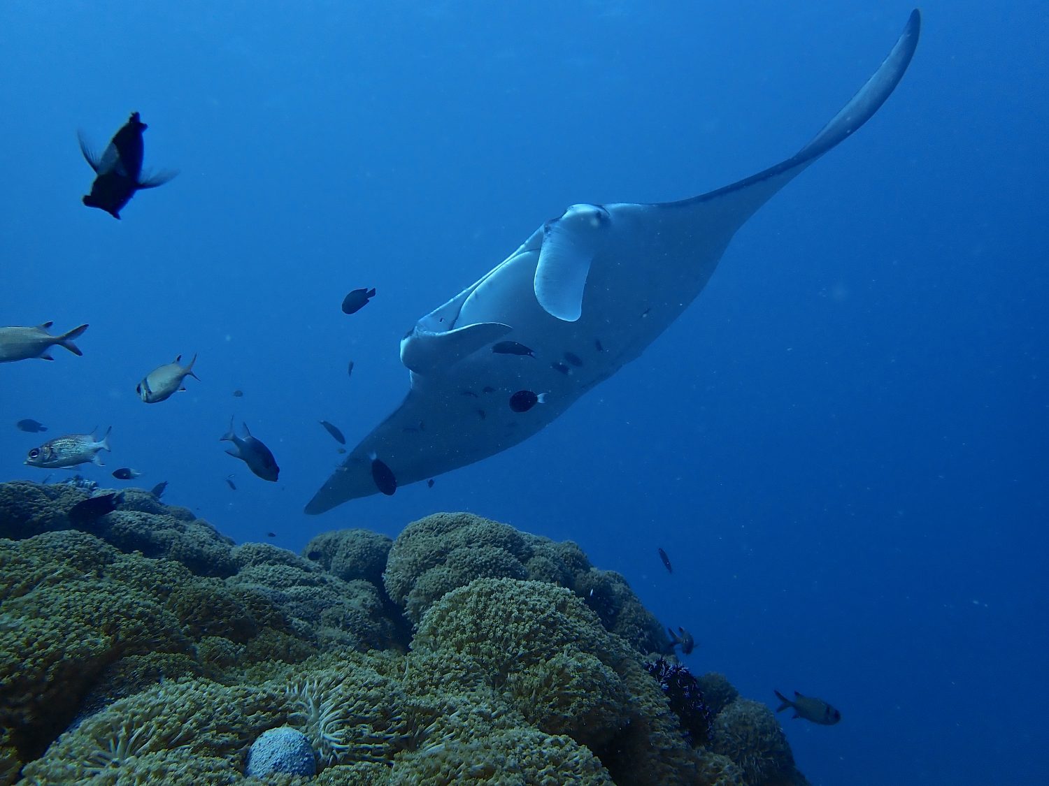 Manta Ray Manta Ray