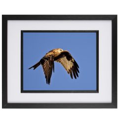 Red Kite
