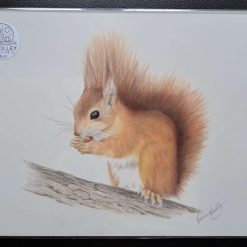 Red Squirrel Original Drawing