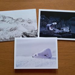 Polar Bear Cards