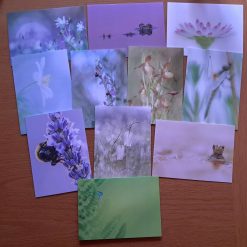 Forgotten Little Creatures cards