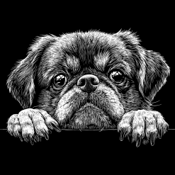 Dogs 5 Dogs 13