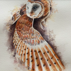 Protective Owl Wing