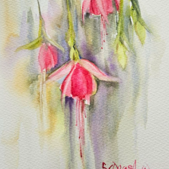 Pink Hanging Fuchsia