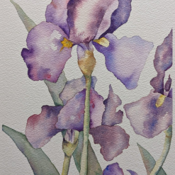 Purple Iris