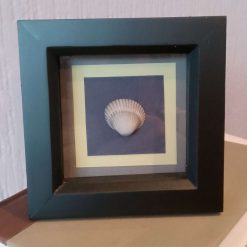Striped Shell Picture - Black Frame