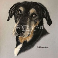 Pet Portraits! 3