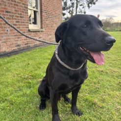 Brampton Slip Dog Lead