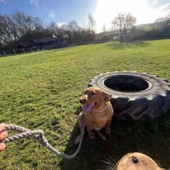 Brampton Dog Lead with clip