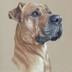 Pet Portraits!