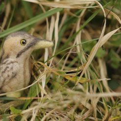 Wild Woolley Friends - Bittern