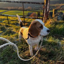 Swaledale Dog Lead with clip