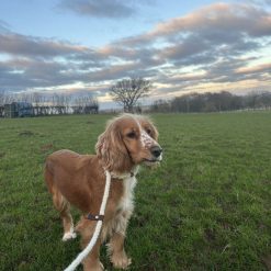 Welsh Slip Dog Lead