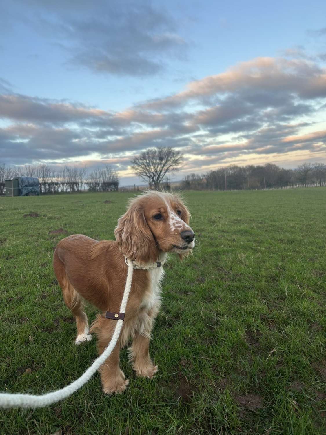 Welsh Slip Dog Lead Welsh Slip Dog Lead