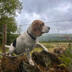 Branwen Dog Lead with clip
