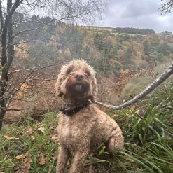 Branwen Slip Dog Lead