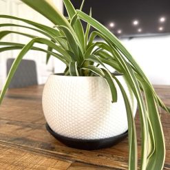 Atelya Textured Orb Planter