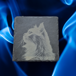 Cat on Slate