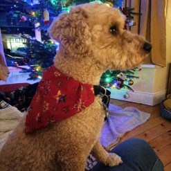 Dog bandanas