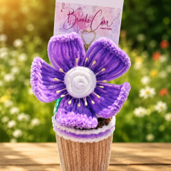 Everlasting Purple Poppy In Pot