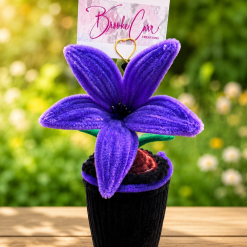 Everlasting Purple Lily In Pot