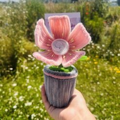 Everlasting Pink Poppy In Pot