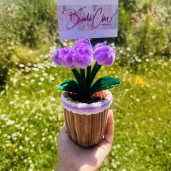Everlasting Purple Baby Tulip In Pot
