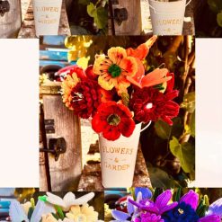 Everlasting single flower