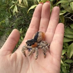Custom handmade needle felted jumping spider
